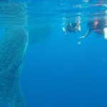 1 whale shark tour from cancun and playa del carmen Whale Shark Tour From Cancun and Playa Del Carmen