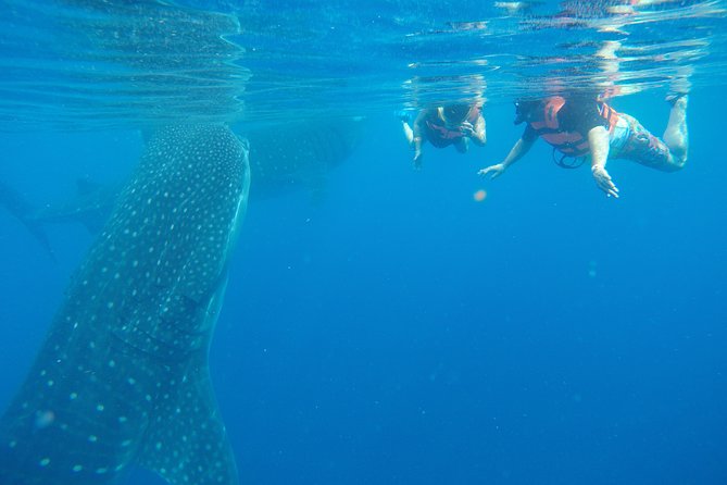 Whale Shark Tour From Cancun and Playa Del Carmen