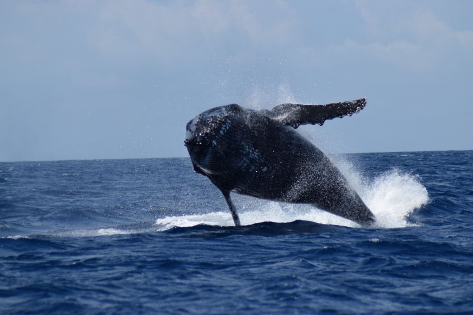 1 whale watching cruise from busselton augusta or dunsborough Whale Watching Cruise From Busselton, Augusta or Dunsborough