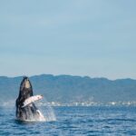 1 whale watching cruise in puerto vallarta nuevo vallarta Whale Watching Cruise In Puerto Vallarta & Nuevo Vallarta