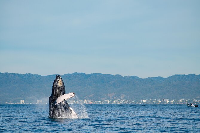 1 whale watching cruise in puerto vallarta nuevo vallarta Whale Watching Cruise In Puerto Vallarta & Nuevo Vallarta