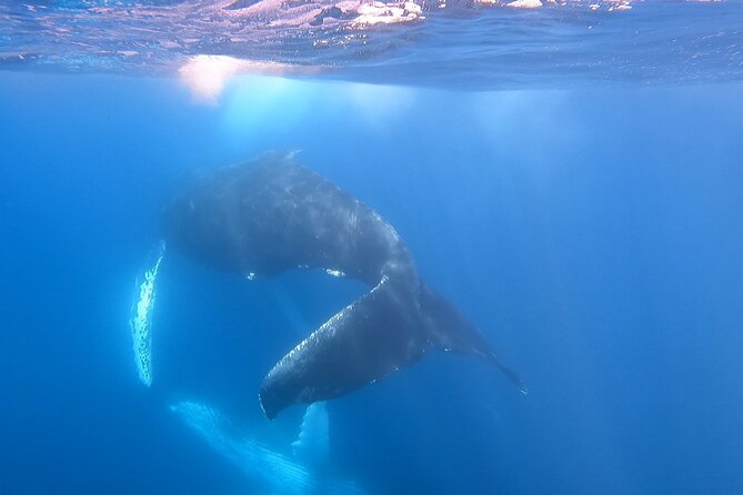 1 whale watching experience in cabo san lucas Whale Watching Experience in Cabo San Lucas