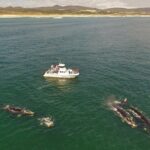 1 whale watching from gansbaai Whale Watching From Gansbaai