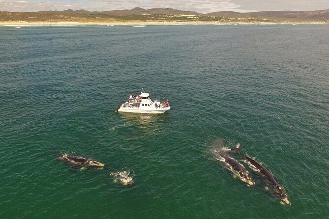 Whale Watching From Gansbaai