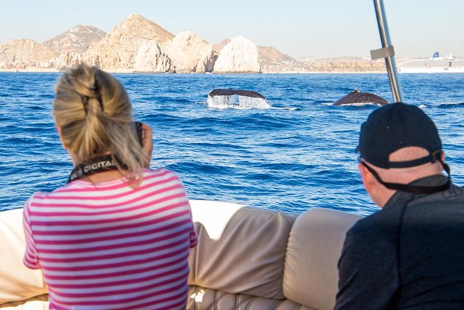 1 whale watching in cabo san lucas on board our luxury trimaran Whale Watching in Cabo San Lucas on Board Our Luxury Trimaran!