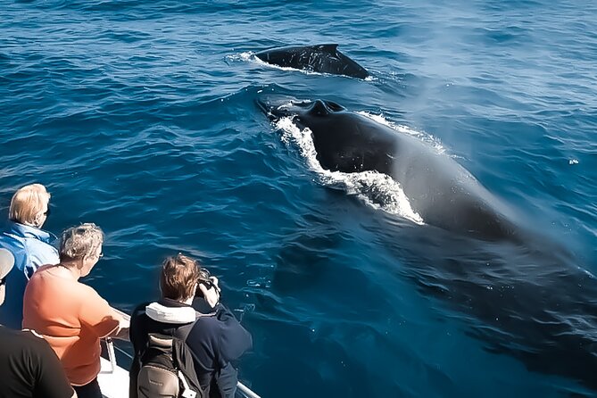 Whale Watching in Kona