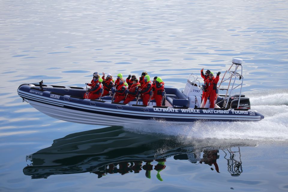 1 whale watching in reykjavik by speedboat Whale Watching in Reykjavik by Speedboat