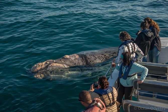 1 whale watching knysna close encounter experience ocean odyssey Whale Watching Knysna - Close Encounter Experience Ocean Odyssey