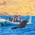1 whale watching the famous arch and fast boat tour in los cabos Whale Watching, The Famous Arch and Fast Boat Tour in Los Cabos
