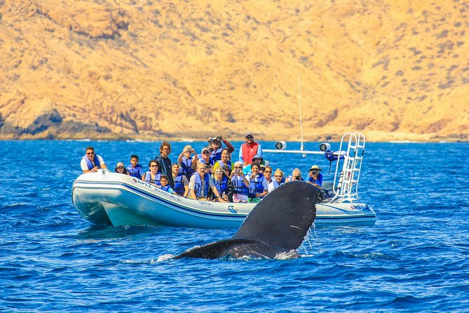 Whale Watching, The Famous Arch and Fast Boat Tour in Los Cabos