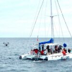 1 whale watching tour in los cabos 2 Whale Watching Tour in Los Cabos