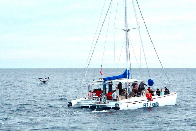 Whale Watching Tour in Los Cabos