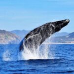 1 whale watching tour with free photos and guaranteed sightings Whale Watching Tour With Free Photos and Guaranteed Sightings