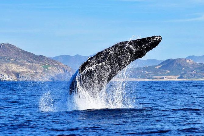 Whale Watching Tour With Free Photos and Guaranteed Sightings