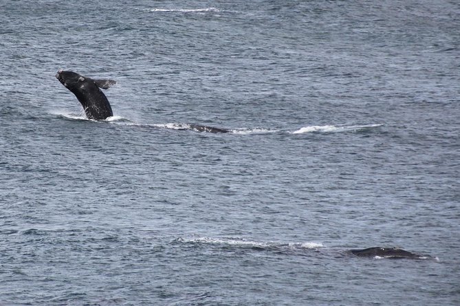 Whale Watching Walking Tours (Land-Based) – From JUNE
