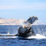 1 whale watching zodiac in cabo san lucas with comp transportation Whale Watching Zodiac in Cabo San Lucas With Comp Transportation