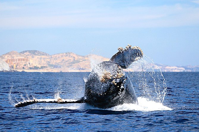 1 whale watching zodiac in cabo san lucas with comp transportation Whale Watching Zodiac in Cabo San Lucas With Comp Transportation