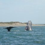 1 whales tour from la paz Whales Tour From La Paz