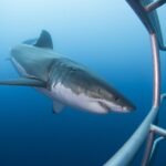 1 white shark cage full day tour in cape town White Shark Cage Full Day Tour in Cape Town