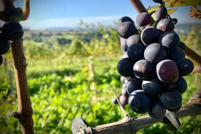 Wieliczka Vineyard: Wine Tasting With Local Snacks