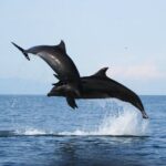 1 wild dolphins encounter snorkeling Wild Dolphins Encounter & Snorkeling