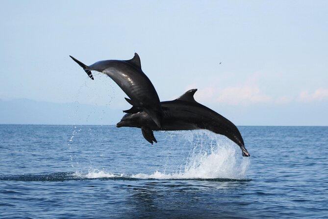 1 wild dolphins encounter snorkeling Wild Dolphins Encounter & Snorkeling