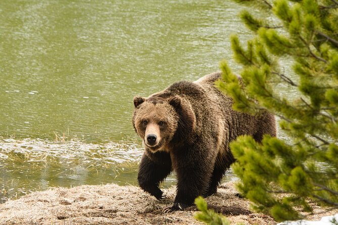 Wildlife and Waterfalls