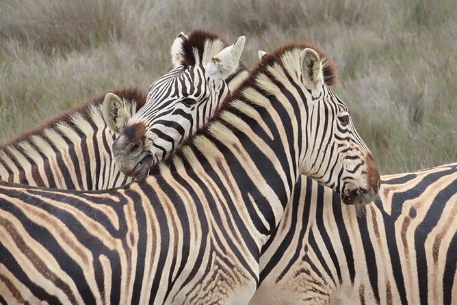 Wildlife Safari, Olive, Beer and Wine Tasting Day Tour From Cape Town