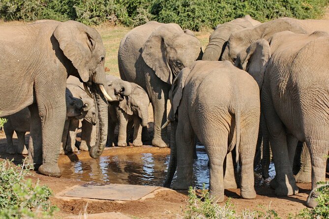 Wildlife Wonders – Addo Elephant National Park Tour