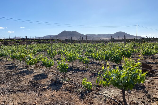 Winery and Chocolate Tasting Experience in Fuerteventura