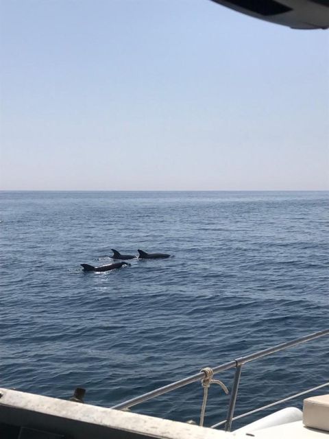 Yacht Ride With a Spacious Sun Deck Dolphin Watching