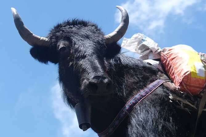 Yak Trekking to the Roof of the World: A Journey to Mount Everest