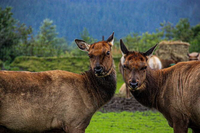 Year Round Glacier View & Wildlife Anchorage Adventure Tour