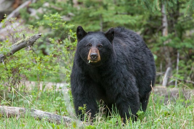 1 yellowstone custom wildlife and nature tour Yellowstone Custom Wildlife and Nature Tour