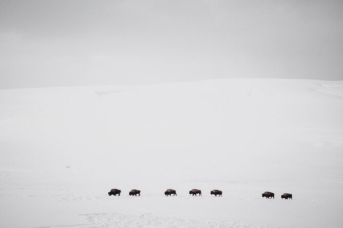 1 yellowstone snowshoe safari from bozeman private tour Yellowstone Snowshoe Safari From Bozeman - Private Tour