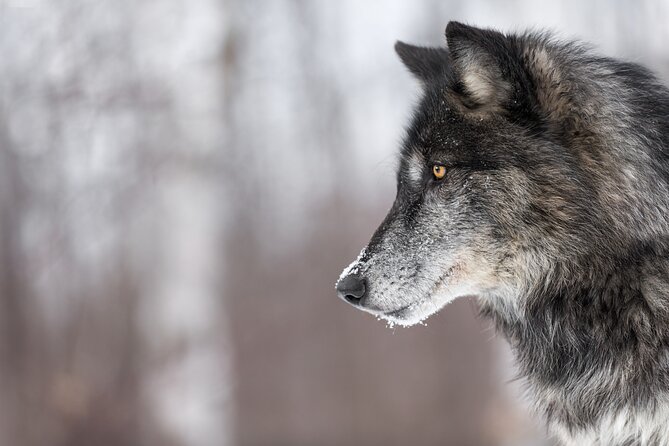 Yellowstone Winter Wildlife 4-Day Tour  – Gardiner