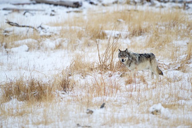 1 yellowstone winter wildlife mammoth hot springs private tour bozeman Yellowstone Winter Wildlife, Mammoth Hot Springs Private Tour - Bozeman