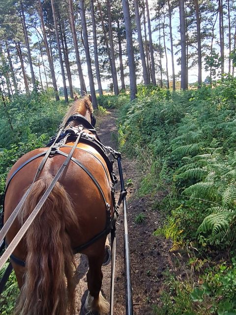 York: Horse Drawn Carriage Ride Around the Countryside York