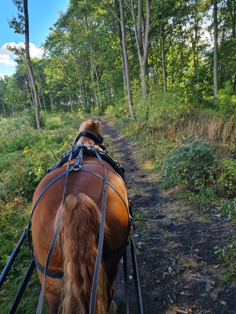 York: Private Horse-Drawn Carriage Ride and Afternoon Tea