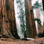 1 yosemite and giant sequoias day tour Yosemite and Giant Sequoias Day Tour