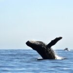 1 zodiac whale watching adventure incl free photos whale sightings guarantee Zodiac Whale Watching Adventure - Incl FREE Photos & Whale Sightings Guarantee