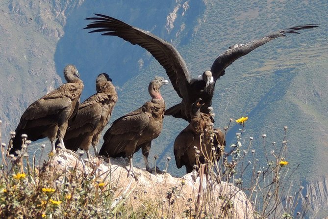 2 Day - Colca Canyon and Condor Tour From Arequipa, Peru - Group Service - Key Points