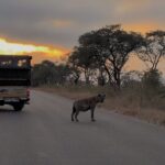 2 day safari tour in kruger national park 2-Day Safari Tour in Kruger National Park