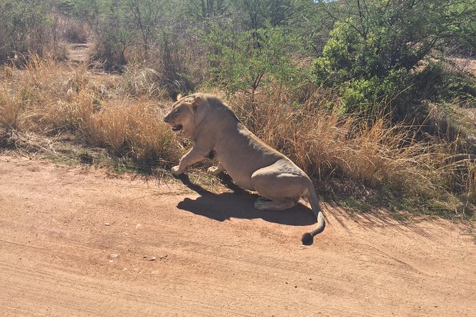 2 Day Tented Safari in the Pilanesberg - Key Points