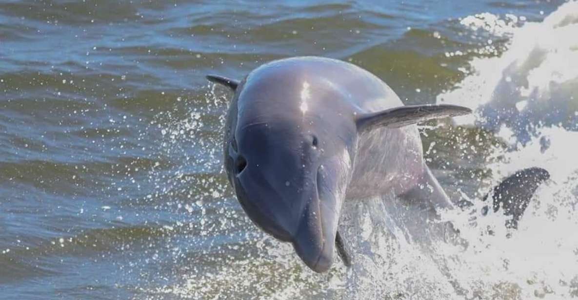 2-Hour Dolphin and Nature Eco Tour From Orange Beach - Key Points