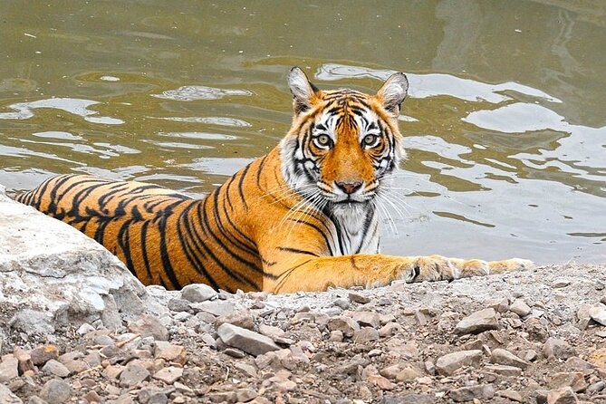 05 Days Golden Triangle Tour With Ranthambore Jungle Safari - Pickup and Logistics