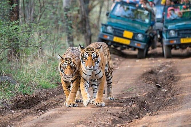 05 Days - Private Luxury Golden Triangle Tour With Ranthambore - Tour Highlights and Inclusions