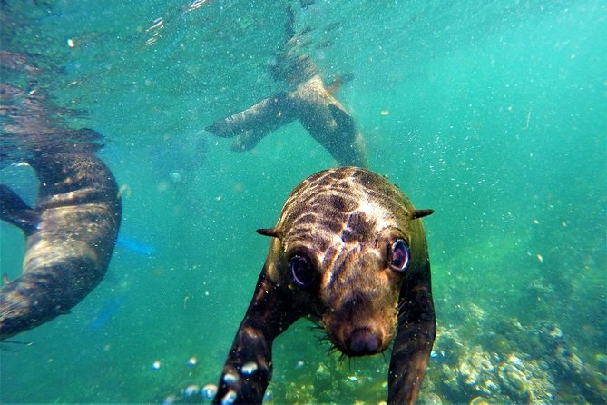 1.5-Hour Seal Viewing Boat Tour in Plettenberg Bay - Booking Information