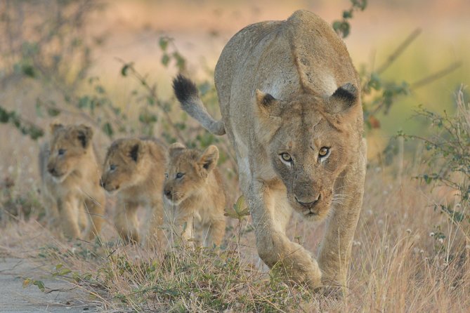 1 Day Photographic Wildlife Safari From Hazyview to Kruger Park - Additional Information