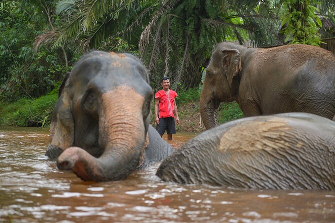 1-Hour Guided Khaolak Elephant Sanctuary Observation Tour - Pickup Logistics and Timing